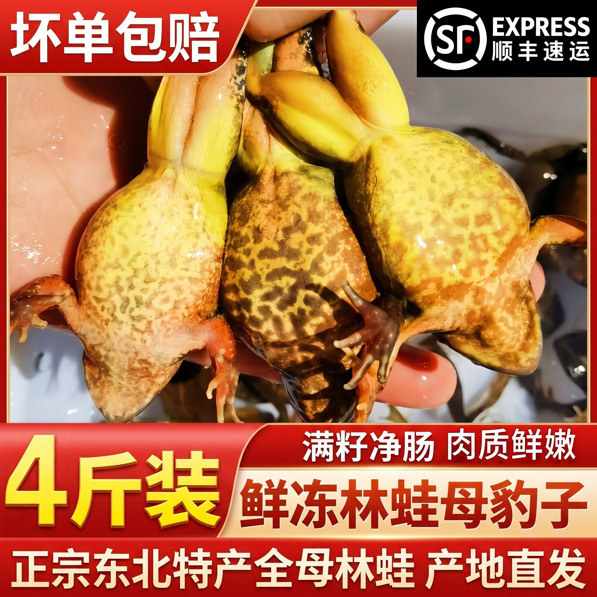 正宗东北速冻母豹子雪蛤满油满籽