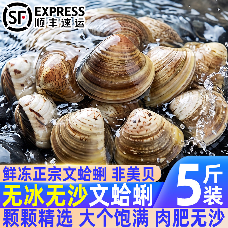 无冰无沙速冻大个文蛤蜊