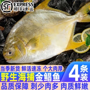 精选金鲳鱼大号鲳鱼新鲜冷冻大号海捕金鲳鱼冷冻海鱼深海金鲳鱼
