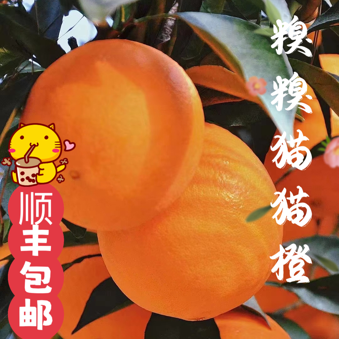 顺丰果园直发纽荷尔橙