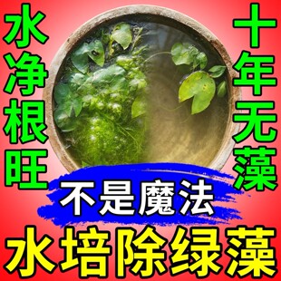 水培植物除藻剂净水片荷花睡碗莲清洁除臭杀菌消毒去浑绿苔防烂根