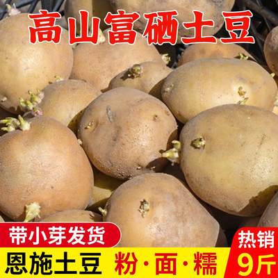 发芽土豆农家老品种恩施小土豆高山带芽冬士豆黄心马铃薯洋芋