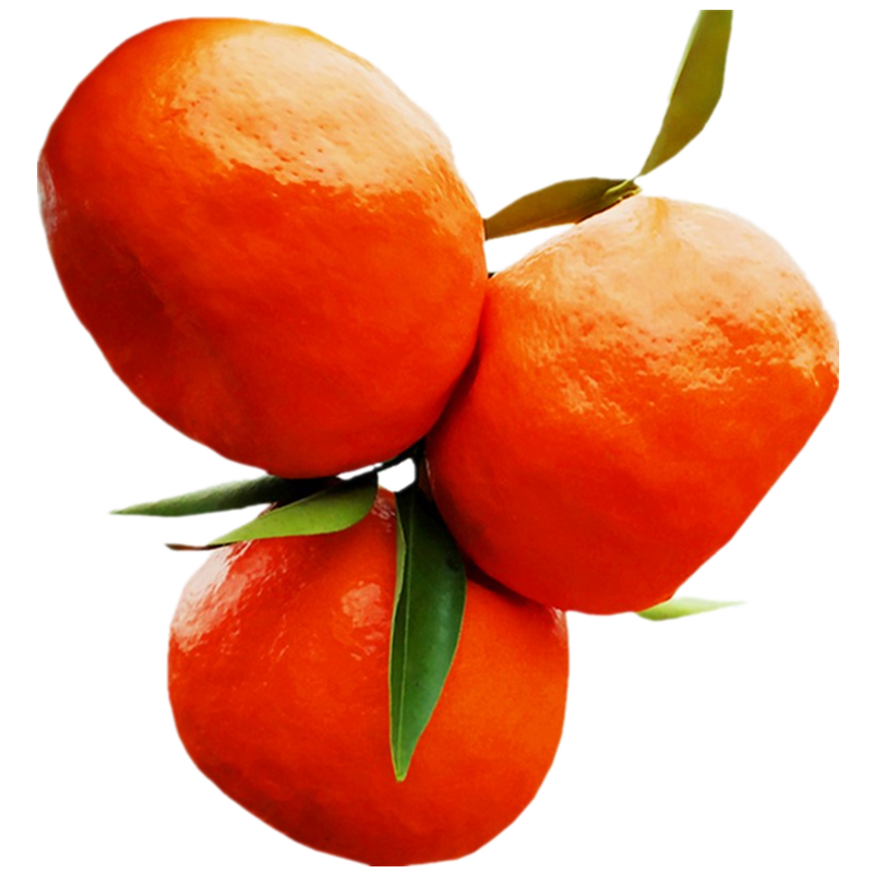 大红袍红橘陈允斌做陈皮酸甜水果