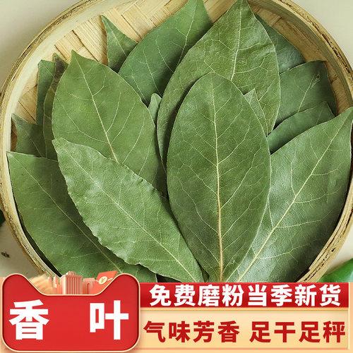 广西香叶个大色绿天然提味增香