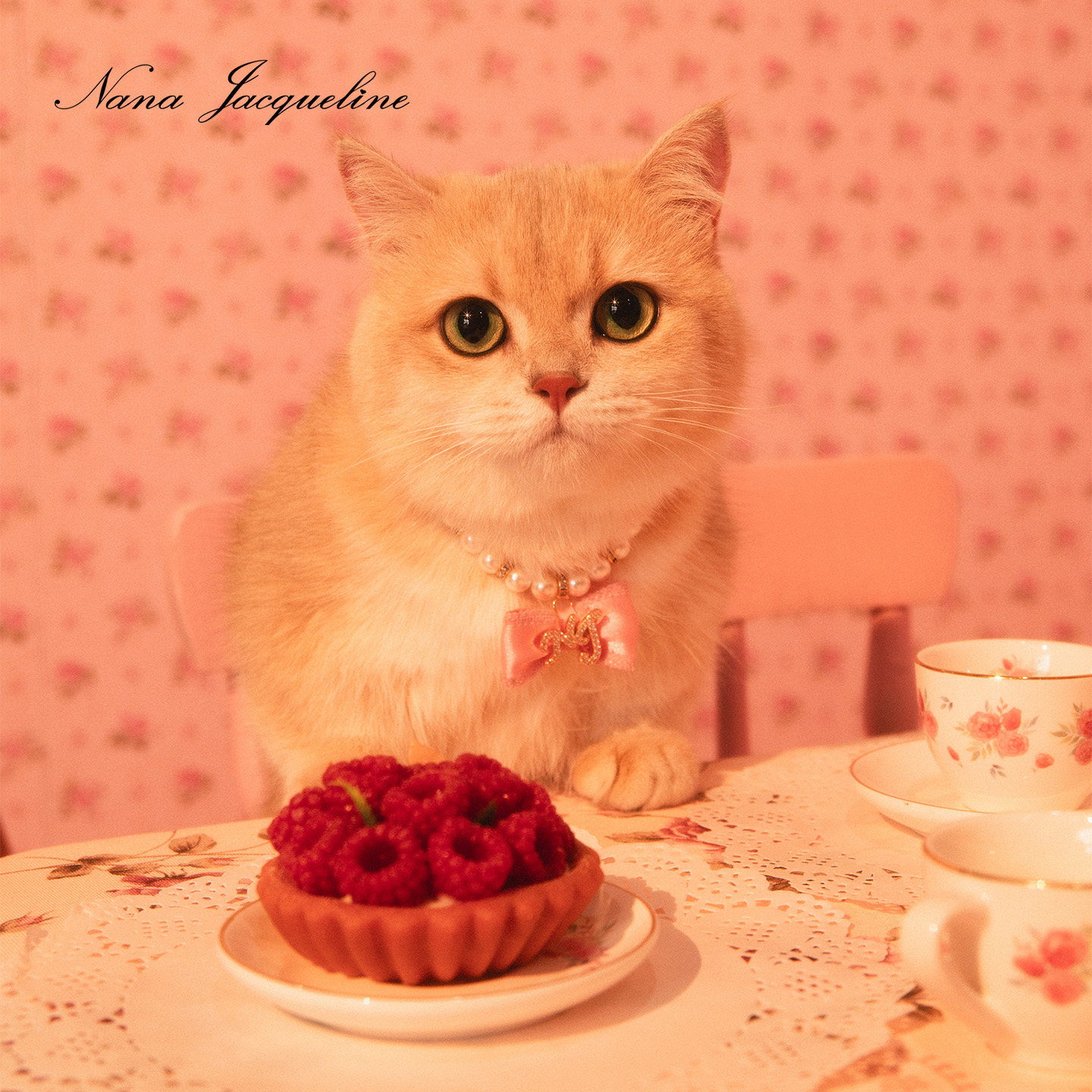 NanaJacqueline宠物配饰猫咪狗狗节日千金风可爱蝴蝶结仿珍珠项链,宠物/宠物食品及用品,挂饰/挂牌,淘宝优惠券,粉丝福利购,淘宝优惠卷