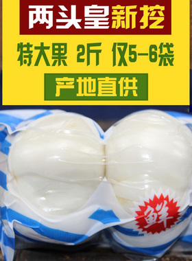 兰州两头皇新挖鲜百合2斤食用甜特百合真空级农家白合甘肃土特产