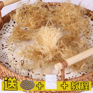 南澳野生海石花草凉粉海菜四果汤冻粉石花膏潮汕特产海底原料干货