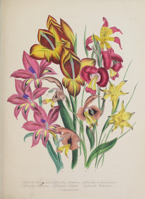 M571【英国】观赏花卉图片彩色铜版画美术学习参考资料电子图库