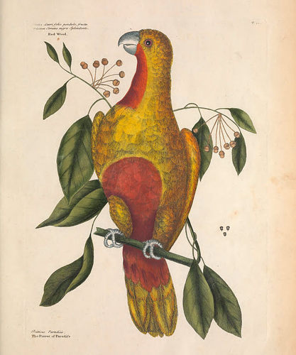 M651【英国】 Mark Catesby 美国东南沿海野生动植物图谱网传图库