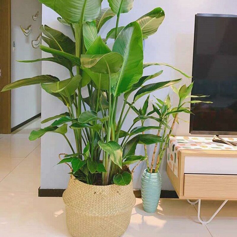 可折叠北欧草编织花篮家