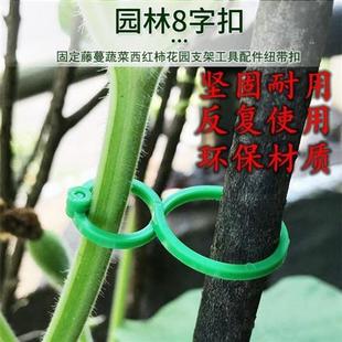 植物固定夹园艺8字扣塑料夹子爬藤植物固定扣蝴蝶兰交叉八字扣植