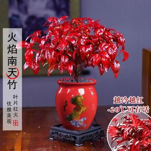 火焰南天竹客厅绿植桌面盆栽好养易活禅意创意盆景 越冷越红