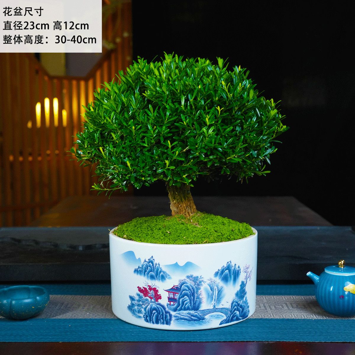 黄杨盆景雀舌造型净化空气盆栽绿植室内客厅好养树桩植物