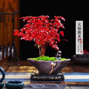 【越冷越红】大火焰南天竹客厅绿植桌面盆栽好养易活禅意创意盆景