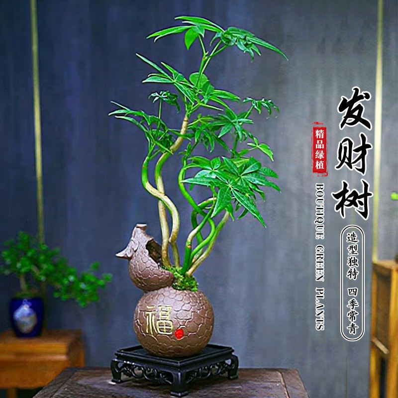 发财树盆栽书房茶几客厅