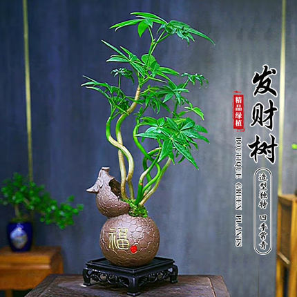 五福发财树盆栽植物室内花卉绿植办公好养客厅四季常青盆景