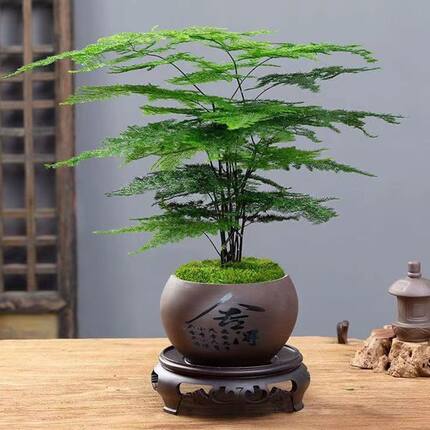 文竹盆栽文雅花卉绿植办公茶桌盆景室内好养净化空气四季常青植物