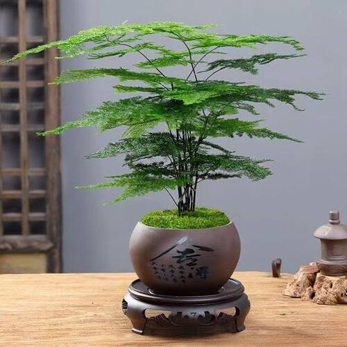 文竹盆栽文雅花卉绿植办公茶桌盆景室内好养净化空气四季常青植物