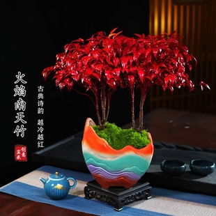 火焰南天竹客厅绿植桌面盆栽好养易活禅意创意盆景 越冷越红