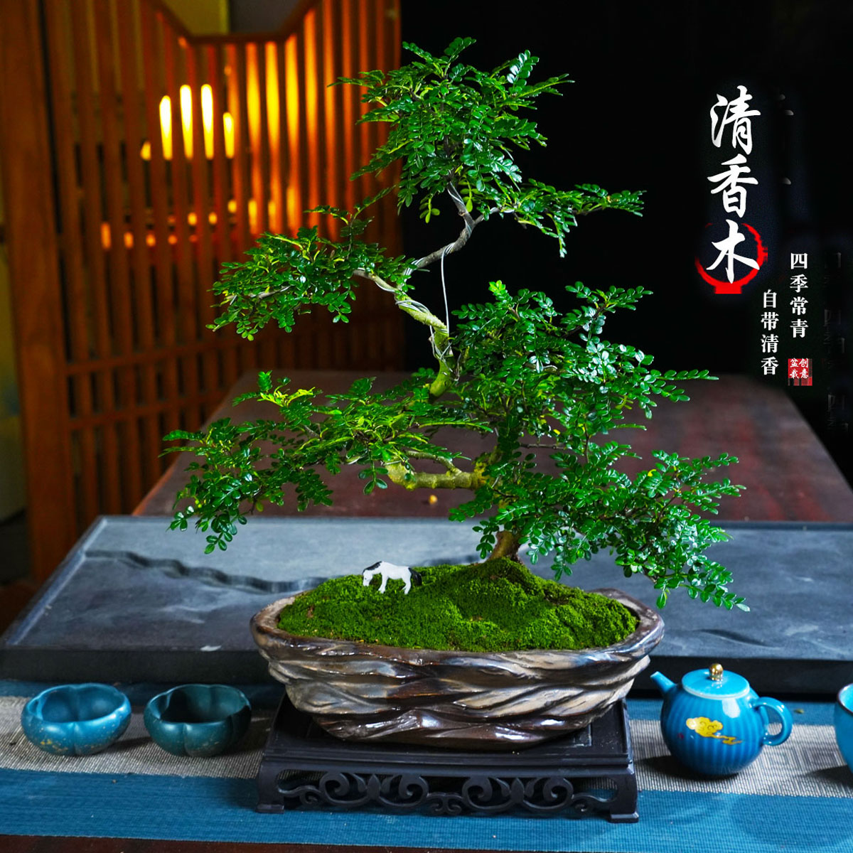 清香胡椒木盆栽办公植物室内花卉桌面绿植四季常青盆景图片