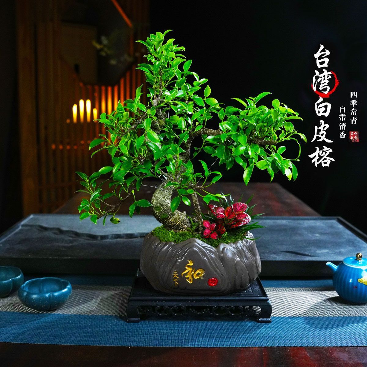 榕树盆景办公室内桌面客厅四季常青绿植花卉盆栽好养植物