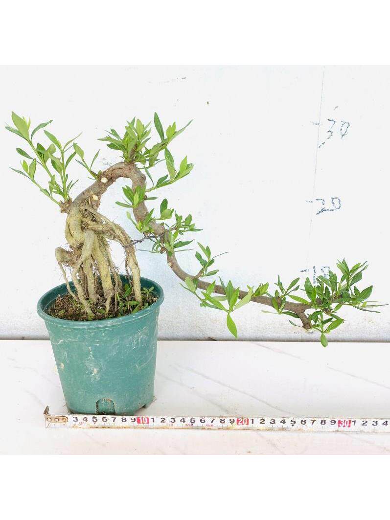 海南香兰树盆香景院有品种庭悬崖造zb5418-型稀植物名贵树种开花