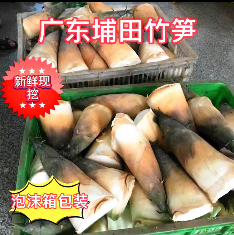 广东揭阳埔田竹笋 鲜笋鲜笋野生麻竹笋 新鲜现挖现发3斤5斤装