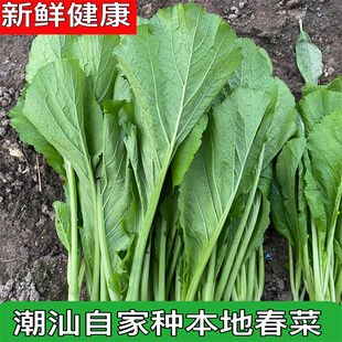 潮汕农家春菜新鲜蔬菜本地春菜农产品农家自种蔬菜现摘现发包邮