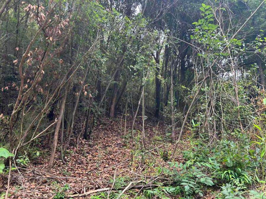 关于诸暨市渣土消纳场项目—诸暨市浣东街道詹徐王村白毛尖渣土消纳场建设项目树木一批