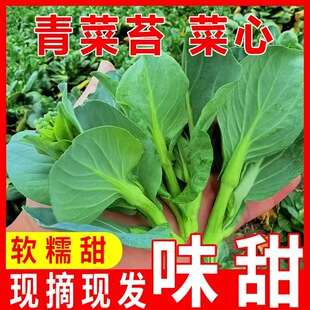霜冻青菜苔农家矮脚苏州青菜苔新鲜软糯上海青露天蔬菜时令现摘