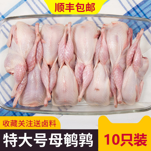 大号母鹌鹑新鲜鹌鹑肉烧烤油炸