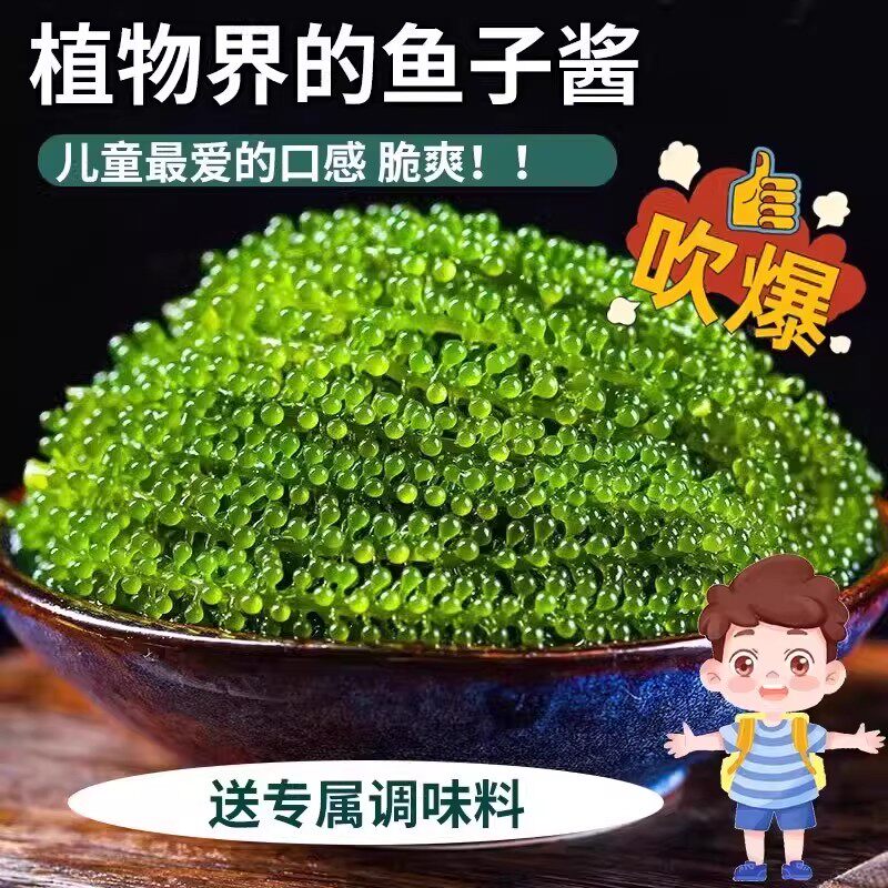 海葡萄儿童即食海葡萄植物鱼子酱海藻凉拌菜盐渍水葡萄爆珠浆海草