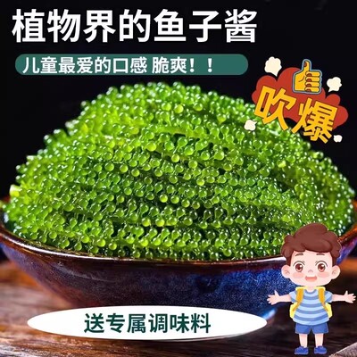 海葡萄儿童即食海葡萄植物鱼子酱海藻凉拌菜盐渍水葡萄爆珠浆海草