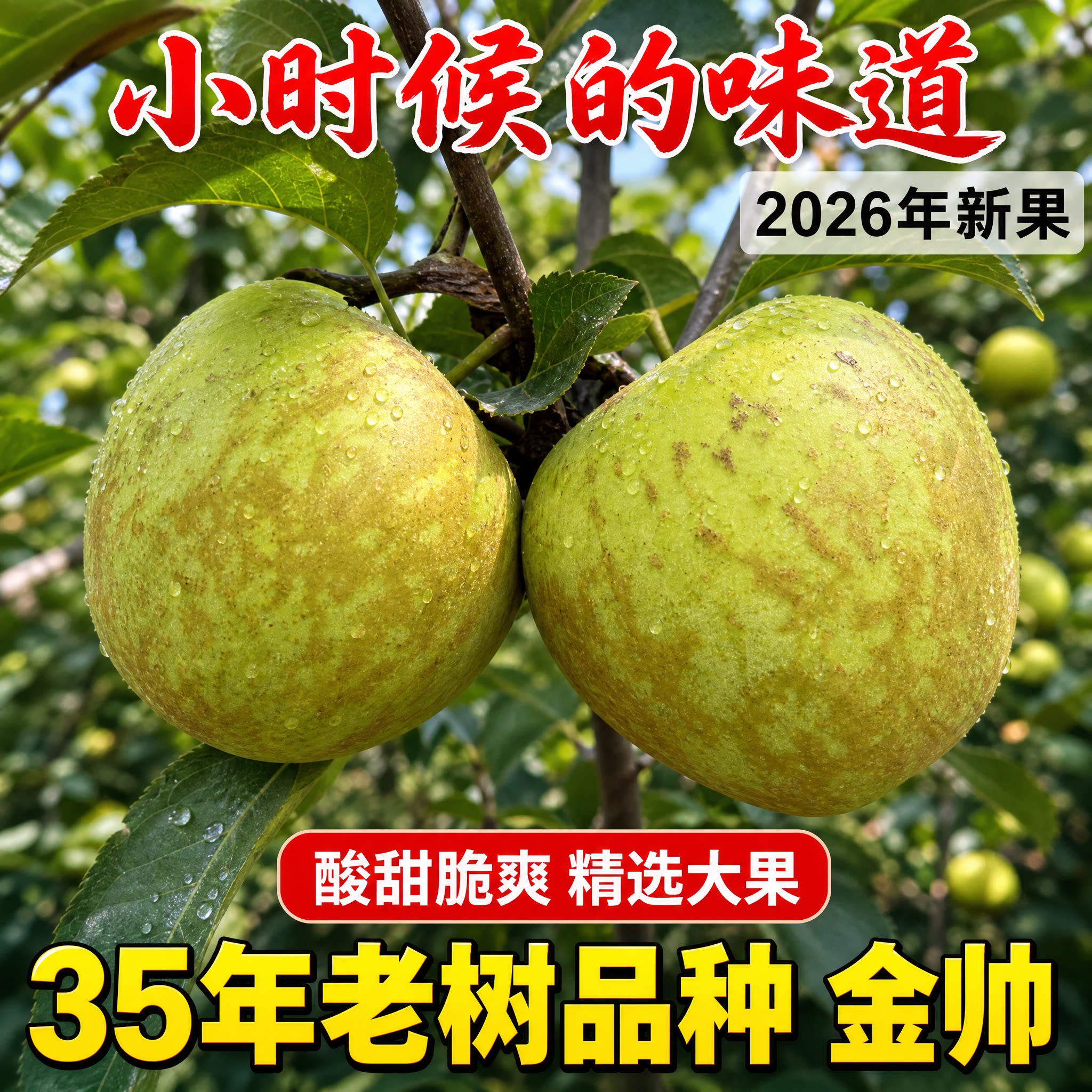 云南10斤当季整箱金帅包邮青苹果