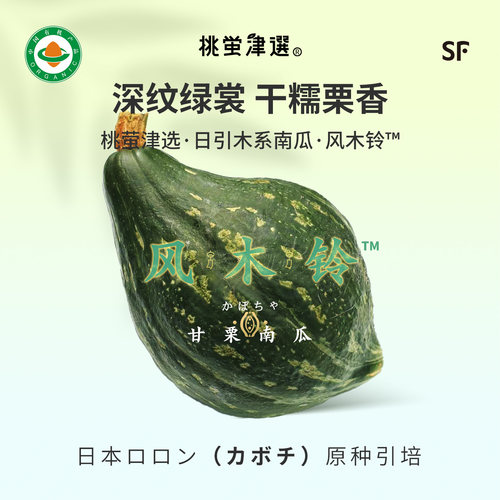 日引梦幻新种！风木铃™南瓜