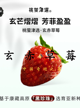 稀！桃萤津选 玄赤®草莓 馥郁浆果型 凉山黑珍珠改良种 礼盒 SF