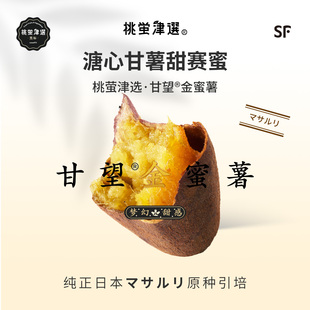 稀！桃萤津选 甘望®金蜜薯 溏心甘薯 日引玛莎莉杂交种 礼盒 SF