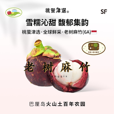 50年老树火山山竹！印尼老树麻竹