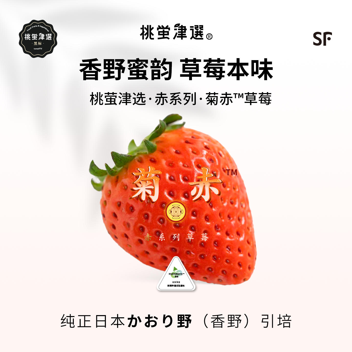 限定日引名种！菊赤®草莓礼盒装