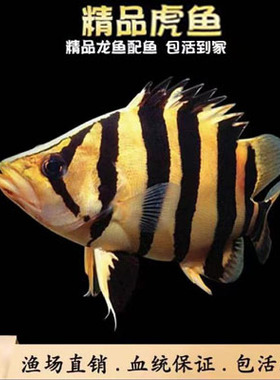 泰北虎鱼印尼苏门答腊虎三纹虎四纹苏虎活体虎鱼高身包肚包脖长明