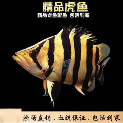 泰北虎鱼印尼三纹活体高身包肚包