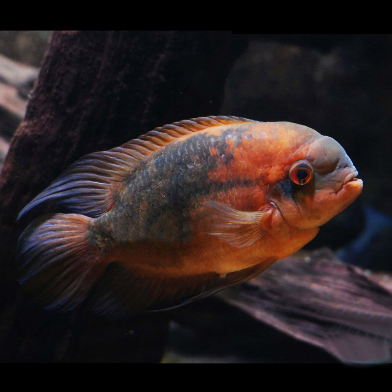 现货南美食土鲷红狮王鱼南美慈鲷鱼狮王慈鲷鱼美鲷热带观赏鱼活体