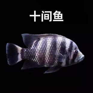 十间鱼淡水鱼热带观赏鱼非洲十间布隆迪六间印尼虎便变明必备活体