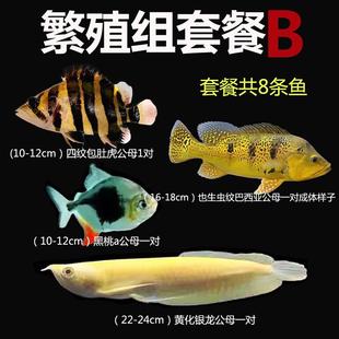 四纹苏虎活体虎鱼银版黑桃a鱼黄化银龙鱼黄金虫纹巴西亚套餐繁殖
