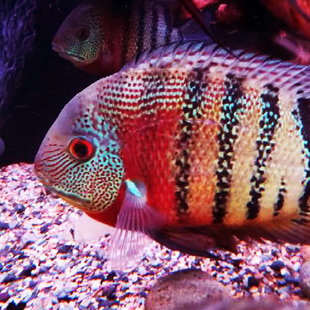 金菠萝鱼帝王菠萝鱼虎斑钻石喷点菠萝鱼金绿巨人热带鱼德州豹黑云