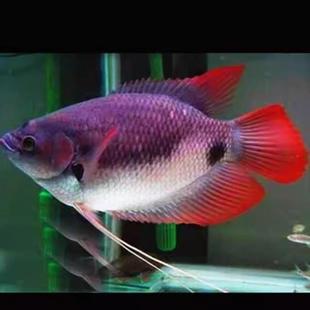 战船活体鱼招财古代红尾黑战船发财鱼热带风水观赏鱼苗黑色招财鱼