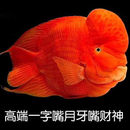 一字嘴金钢平嘴财神鹦鹉鱼