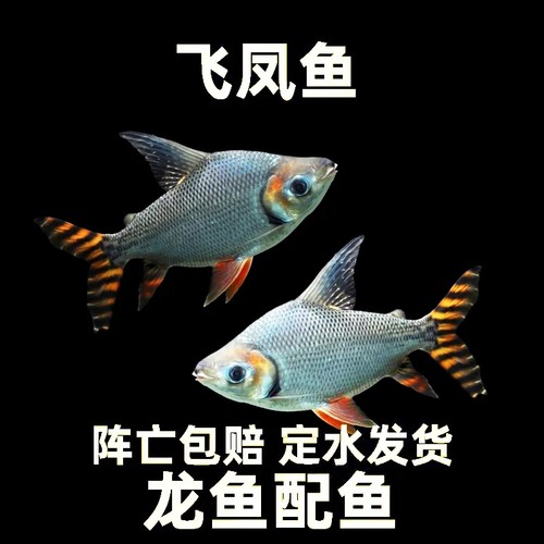龙鱼配鱼飞凤观赏鱼泰国鲫鱼金凤
