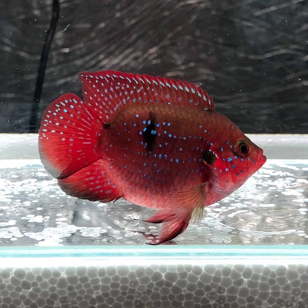 红宝石鱼热带观赏鱼血钻三湖慈鲷鱼蓝宝石鱼活体淡水鱼宠物鱼