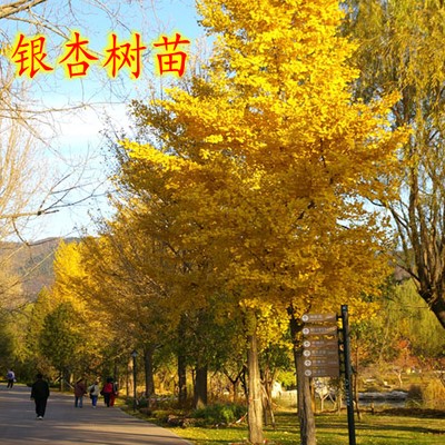 银杏树苗白果活苗大树庭院银杏树风景树金叶